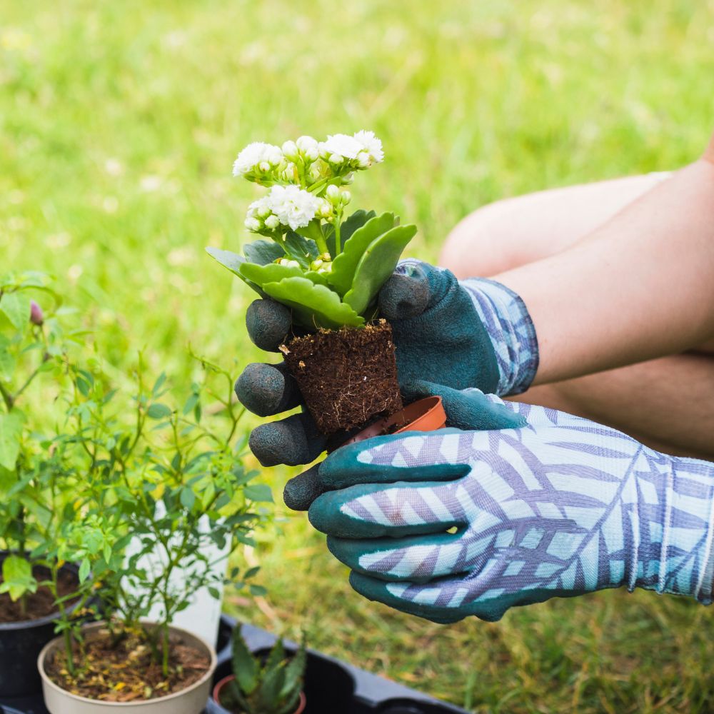 A person wearing blue and white patterned gardening gloves holds a small potted plant with white flowers and green leaves, ready for transplanting in a grassy outdoor garden setting.