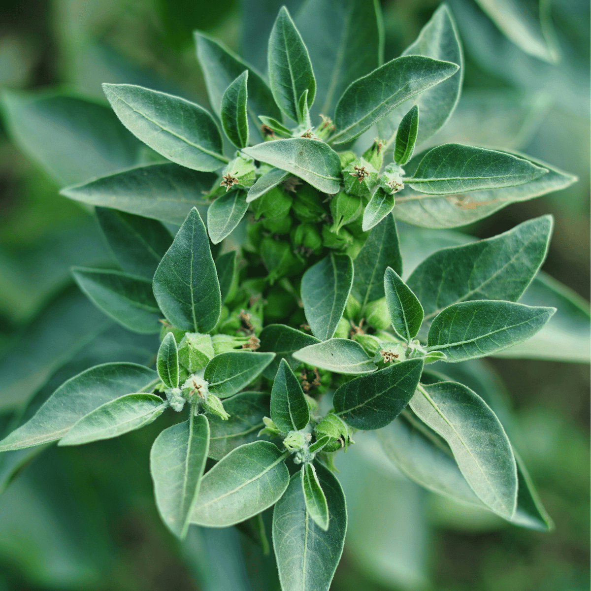 Ashwagandha Indian Ginseng Seeds 30 Pack
