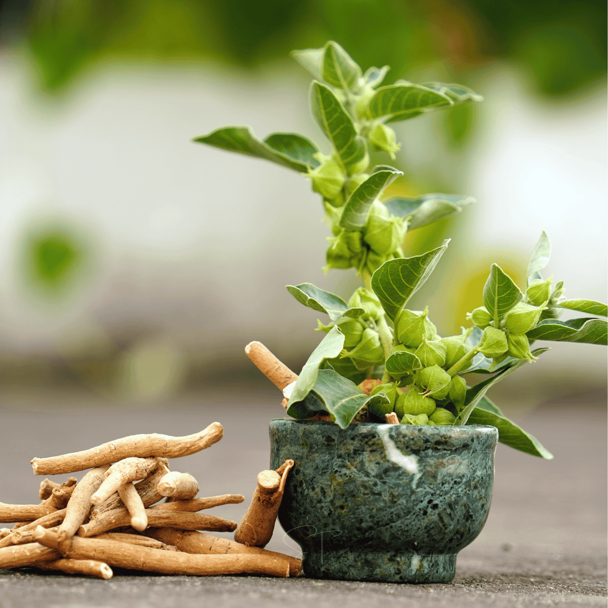 Ashwagandha Indian Ginseng Seeds 30 Pack