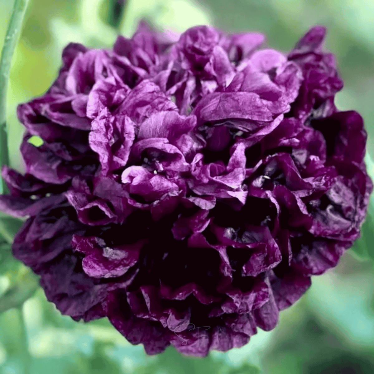 Black Peony Poppy Seeds 100 Pack