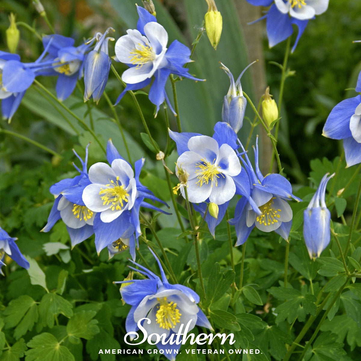 Colorado Blue Columbine Seeds 100 Pack