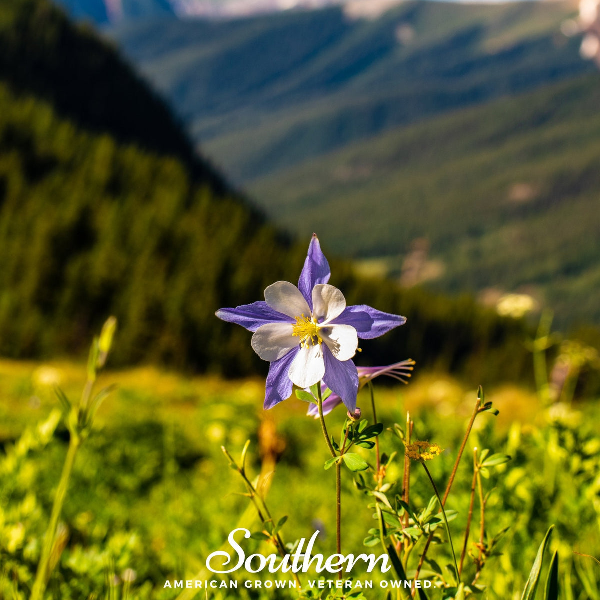 Colorado Blue Columbine Seeds 100 Pack