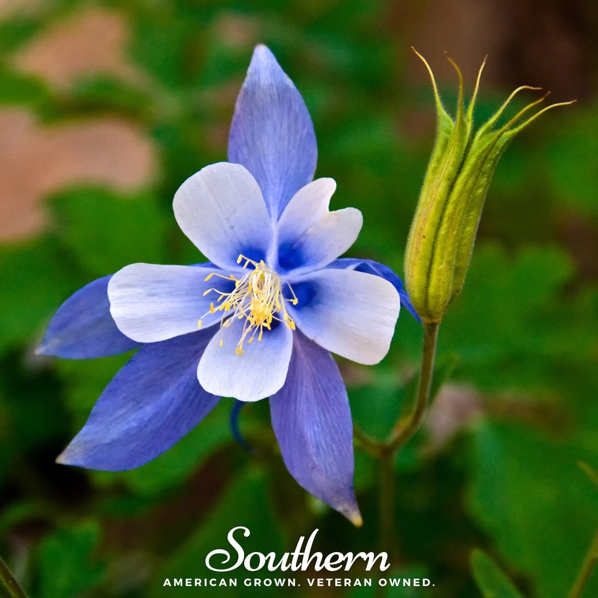 Colorado Blue Columbine Seeds 100 Pack