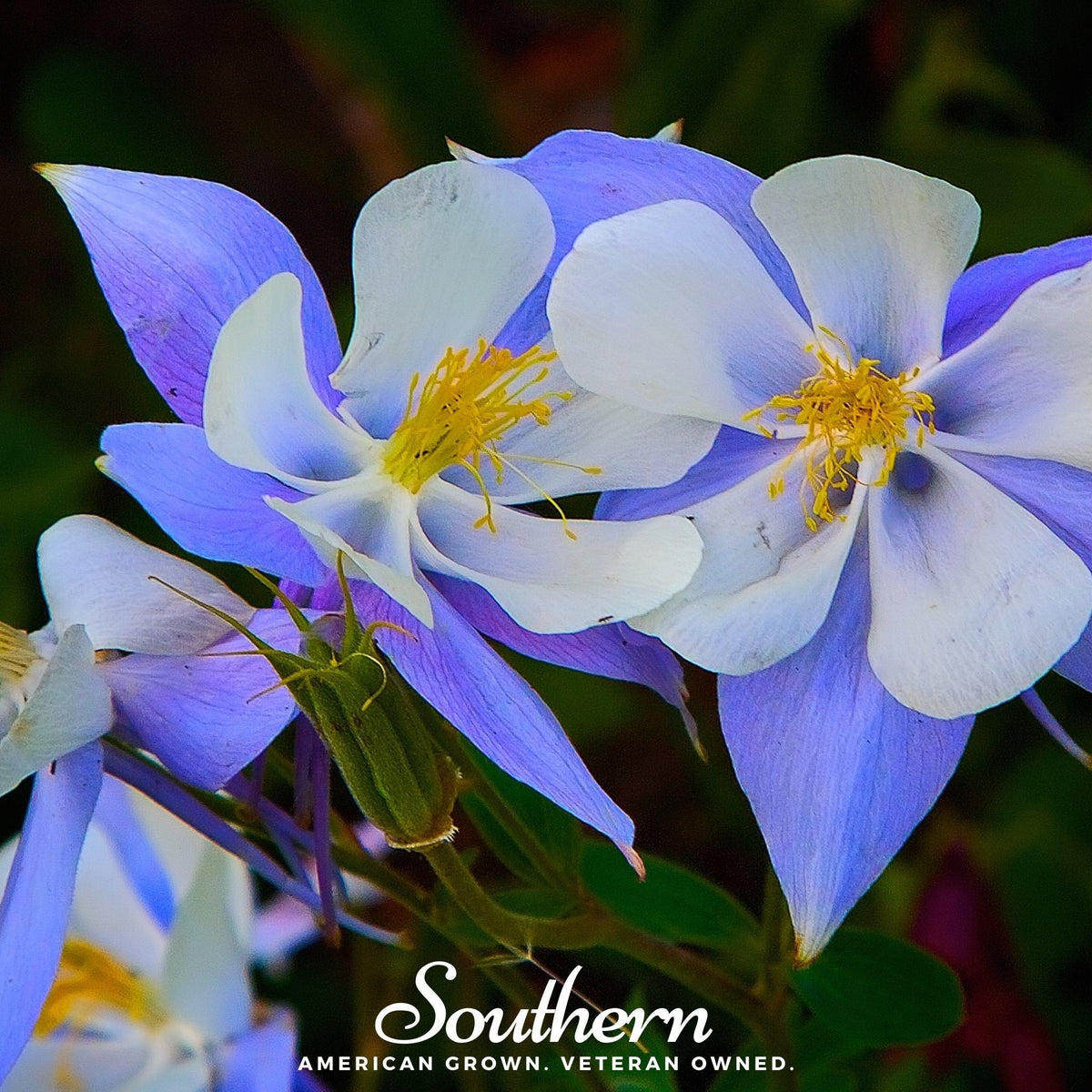 Colorado Blue Columbine Seeds 100 Pack