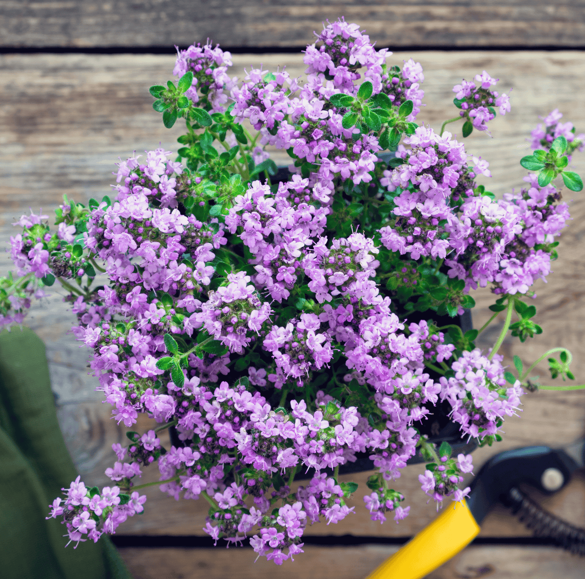 Creeping Thyme Seeds 250 Pack