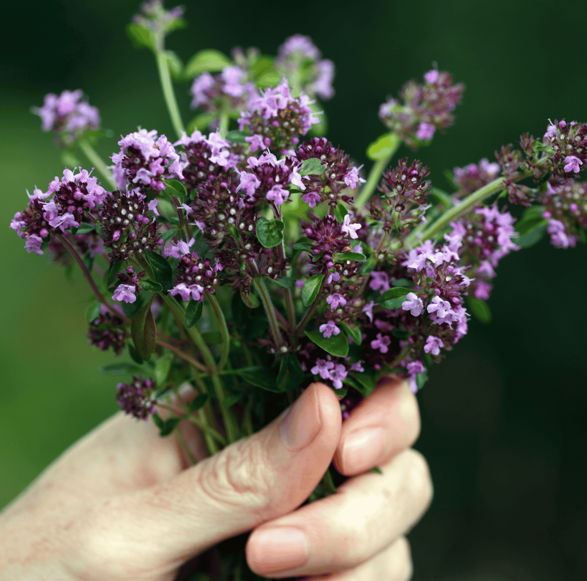 Creeping Thyme Seeds 250 Pack
