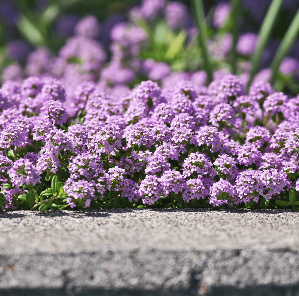 Creeping Thyme Seeds 250 Pack