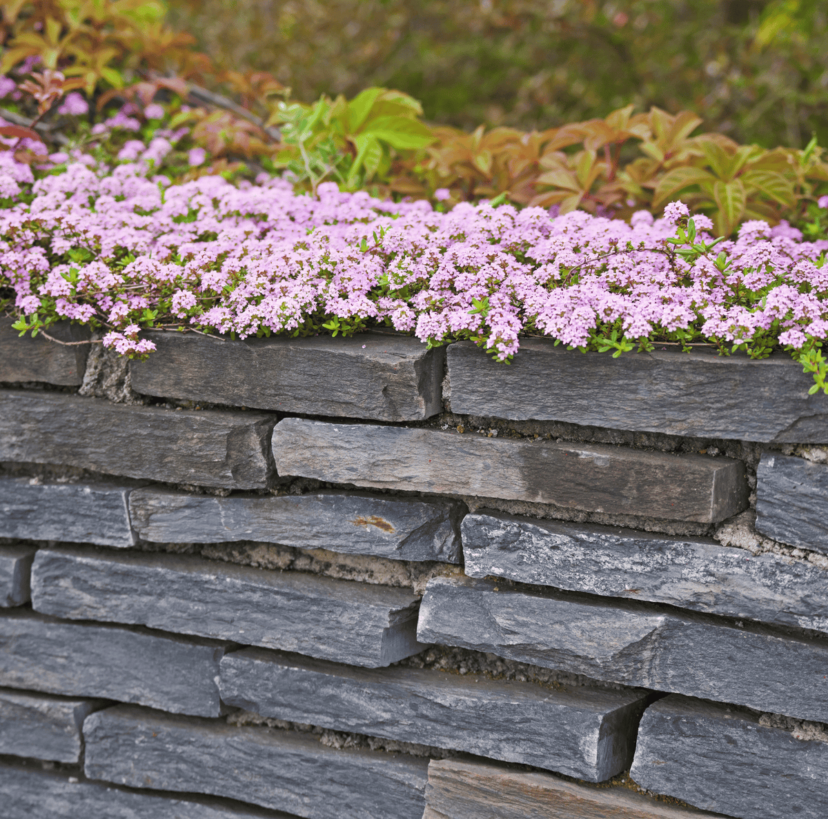 Creeping Thyme Seeds 250 Pack