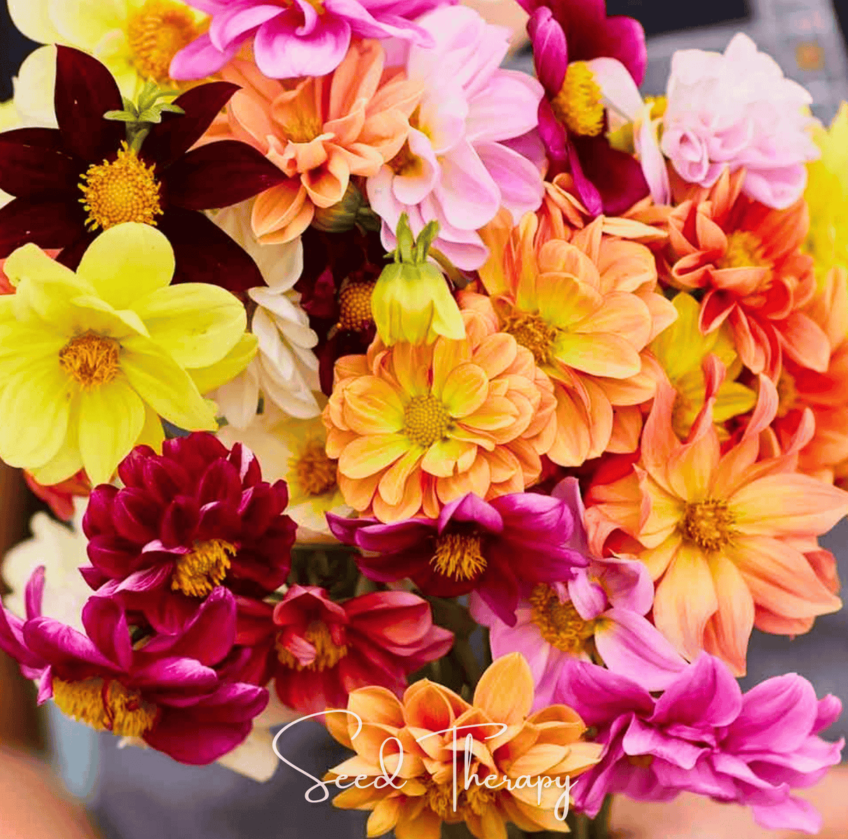 Early Bird Dahlia Flower Seeds 25 Pack