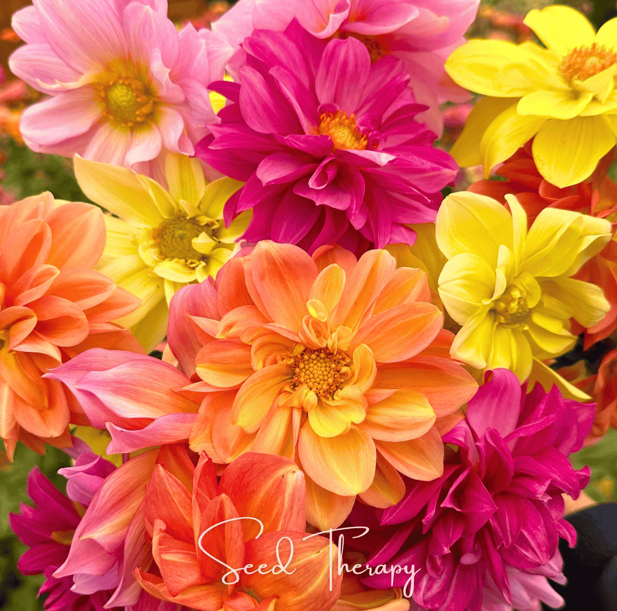 Early Bird Dahlia Flower Seeds 25 Pack