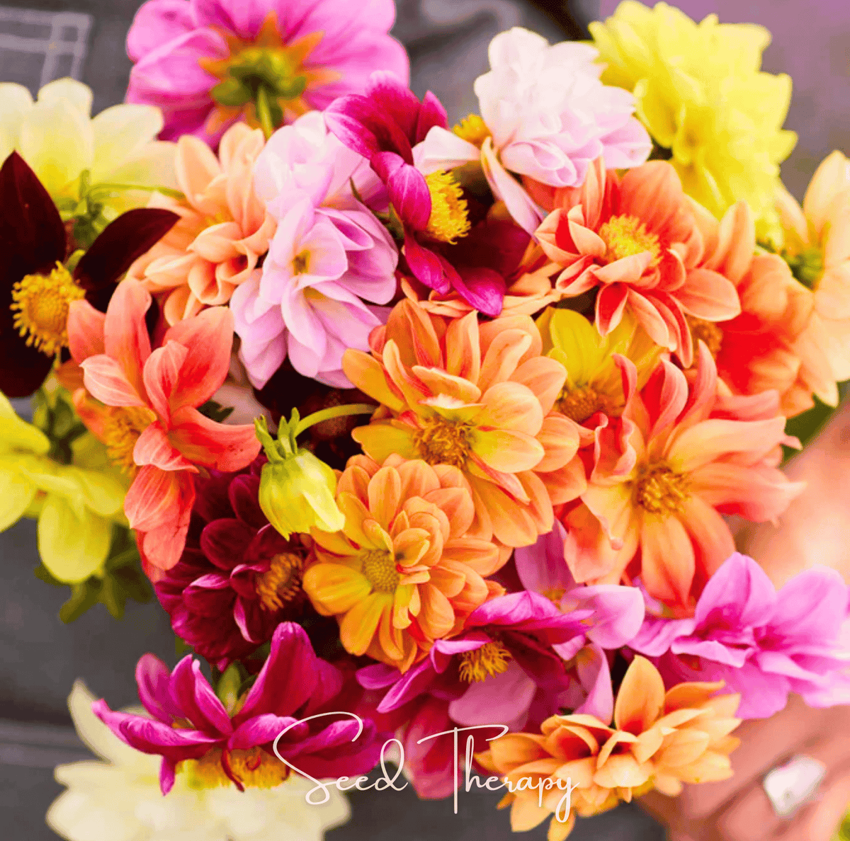 Early Bird Dahlia Flower Seeds 25 Pack