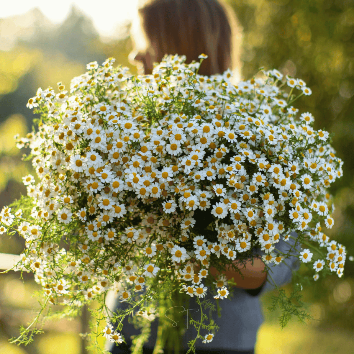 Feverfew Herb Seeds 100 Pack
