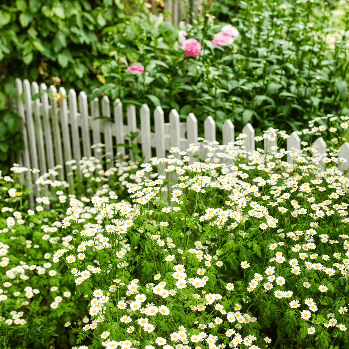Feverfew Herb Seeds 100 Pack