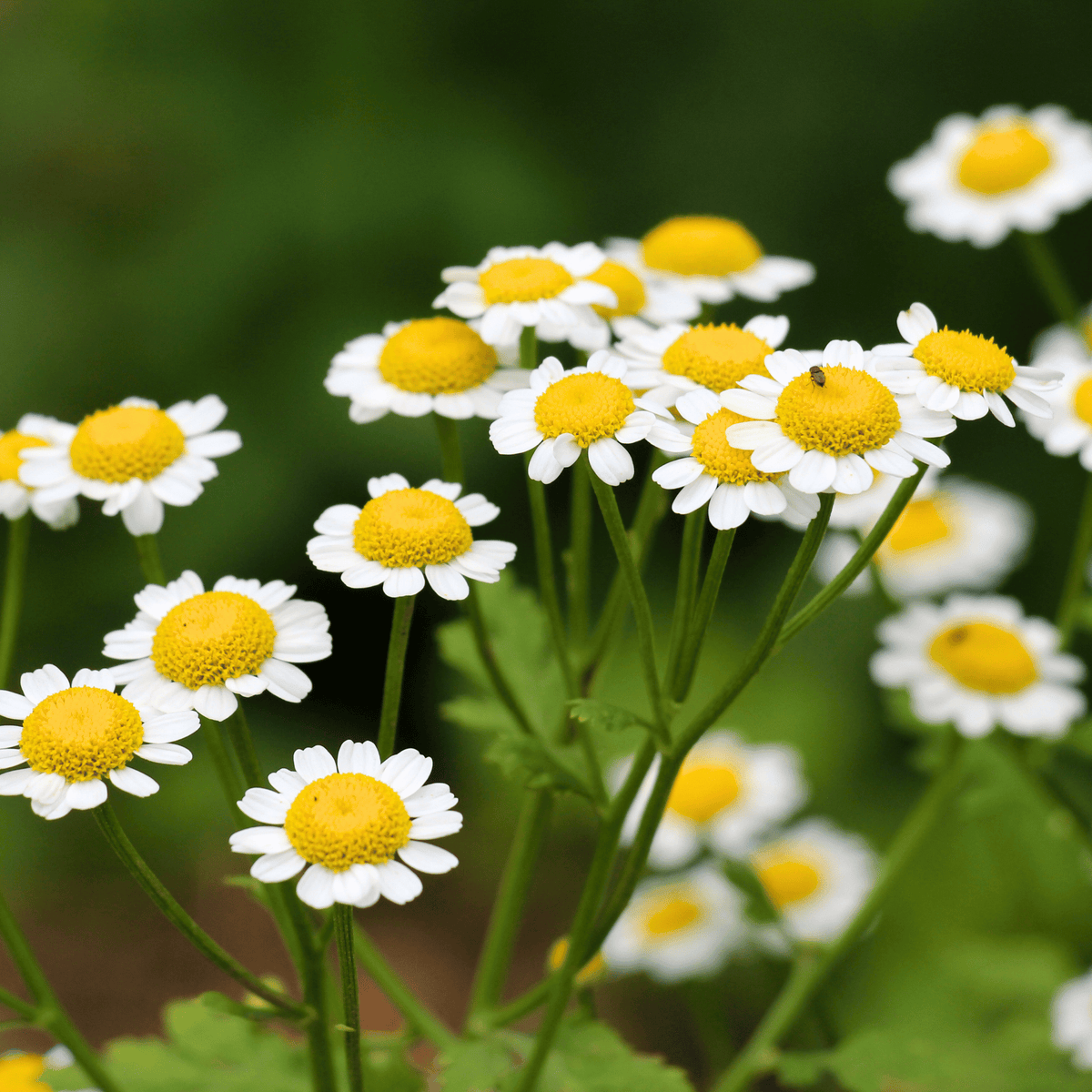 Feverfew Herb Seeds 100 Pack