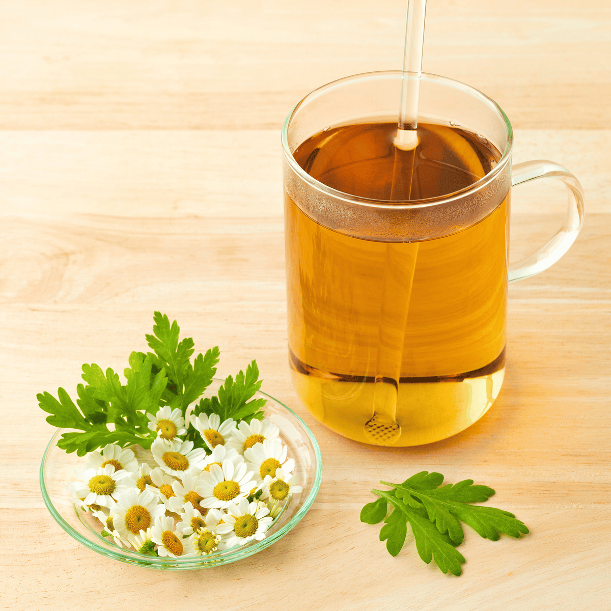 Feverfew Herb Seeds 100 Pack