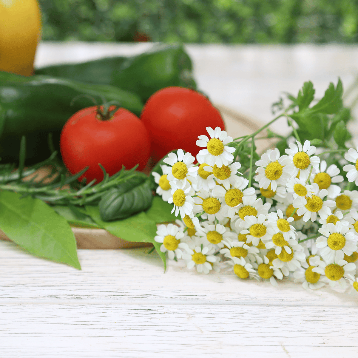 Feverfew Herb Seeds 100 Pack