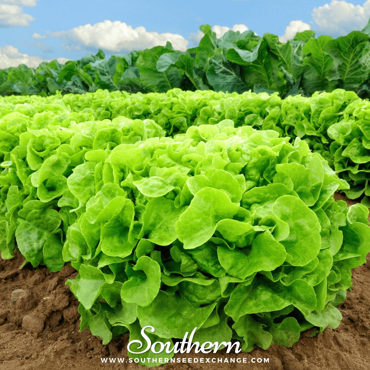 Buttercrunch Lettuce Seeds 500 Pack