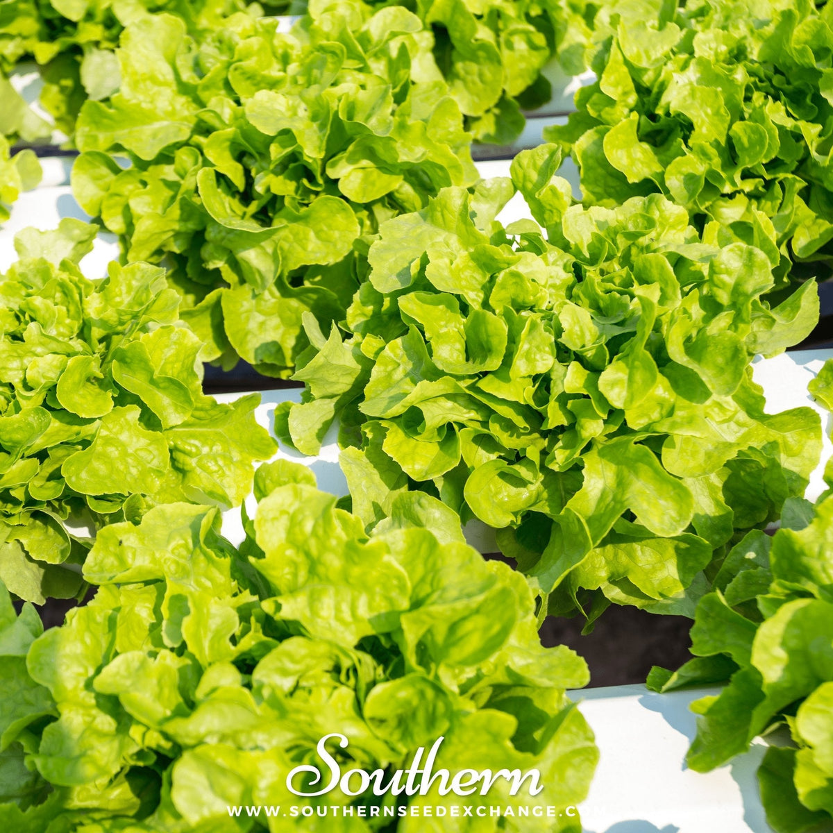 Buttercrunch Lettuce Seeds 500 Pack