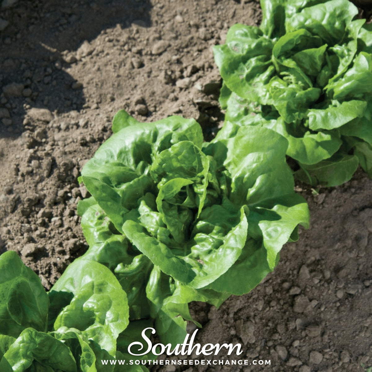 Buttercrunch Lettuce Seeds 500 Pack