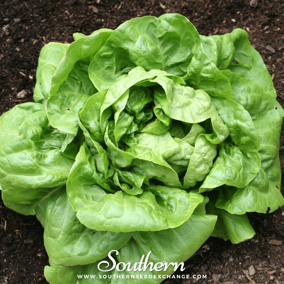 Buttercrunch Lettuce Seeds 500 Pack