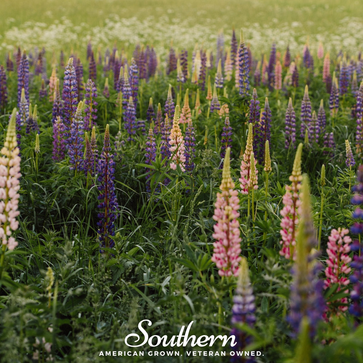 Perennial Lupine Flower Seeds 50 Pack