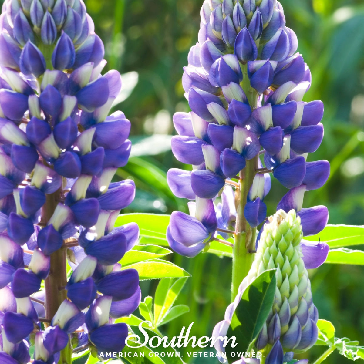 Perennial Lupine Flower Seeds 50 Pack