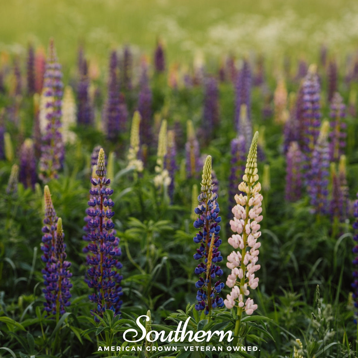 Perennial Lupine Flower Seeds 50 Pack