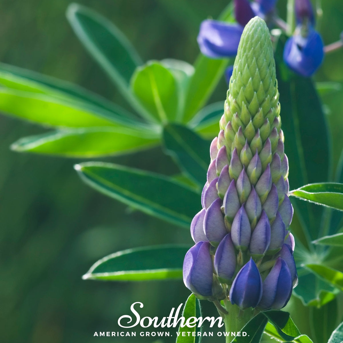 Perennial Lupine Flower Seeds 50 Pack