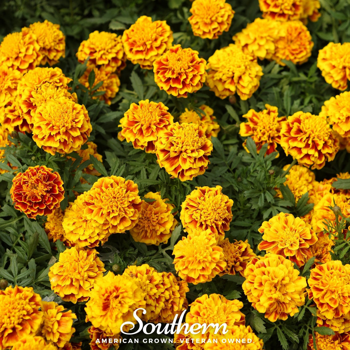 Sparky French Marigold Seeds 100 Pack