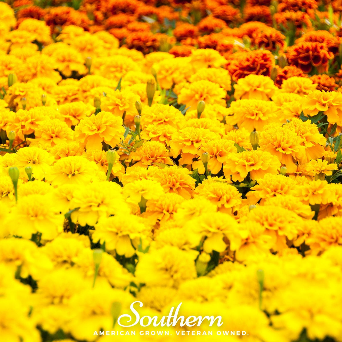 Sparky French Marigold Seeds 100 Pack