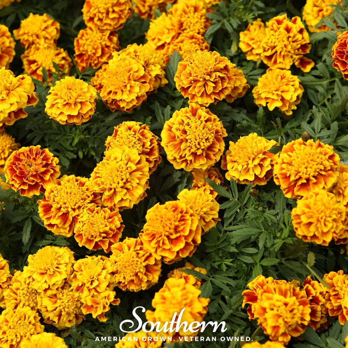 Sparky French Marigold Seeds 100 Pack