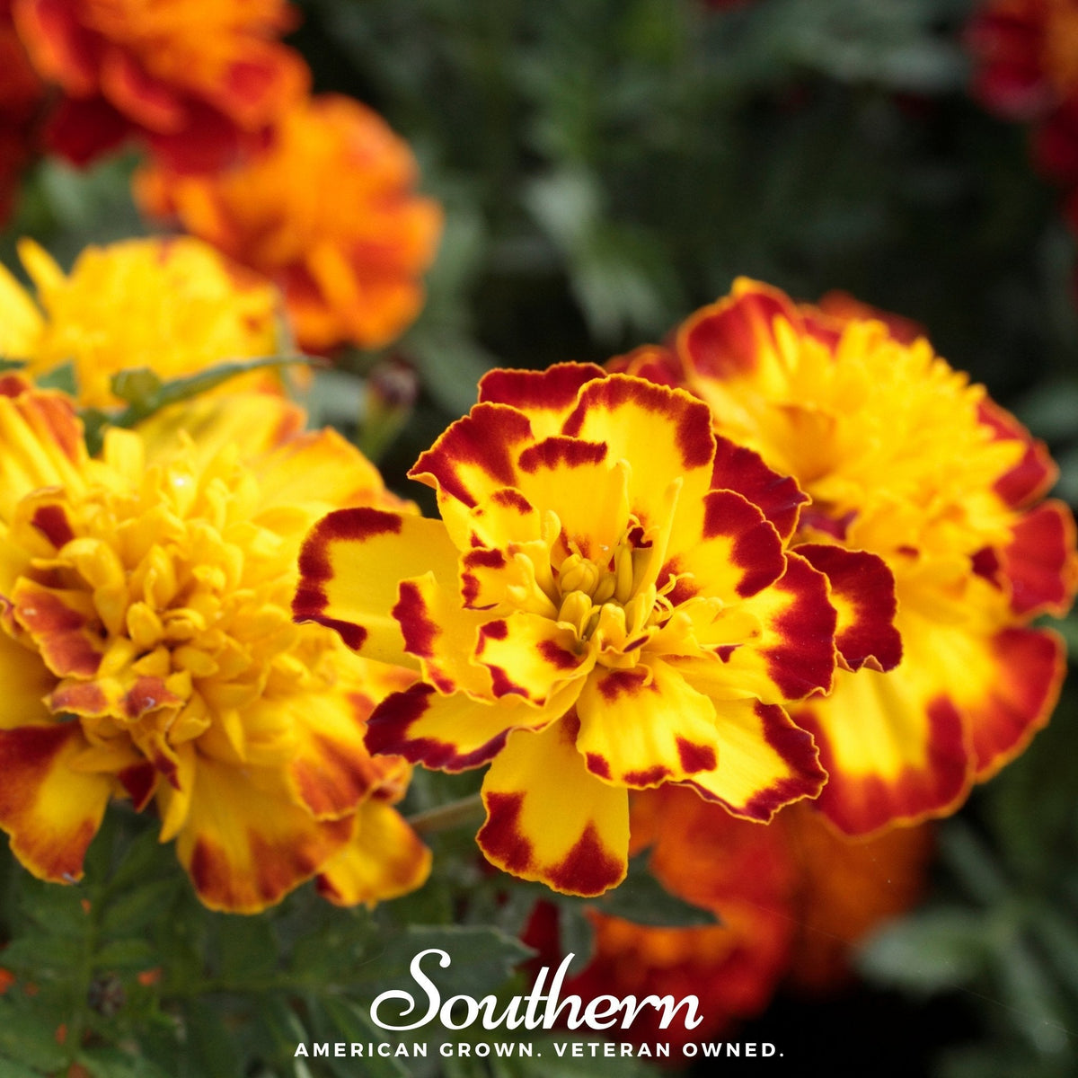 Sparky French Marigold Seeds 100 Pack