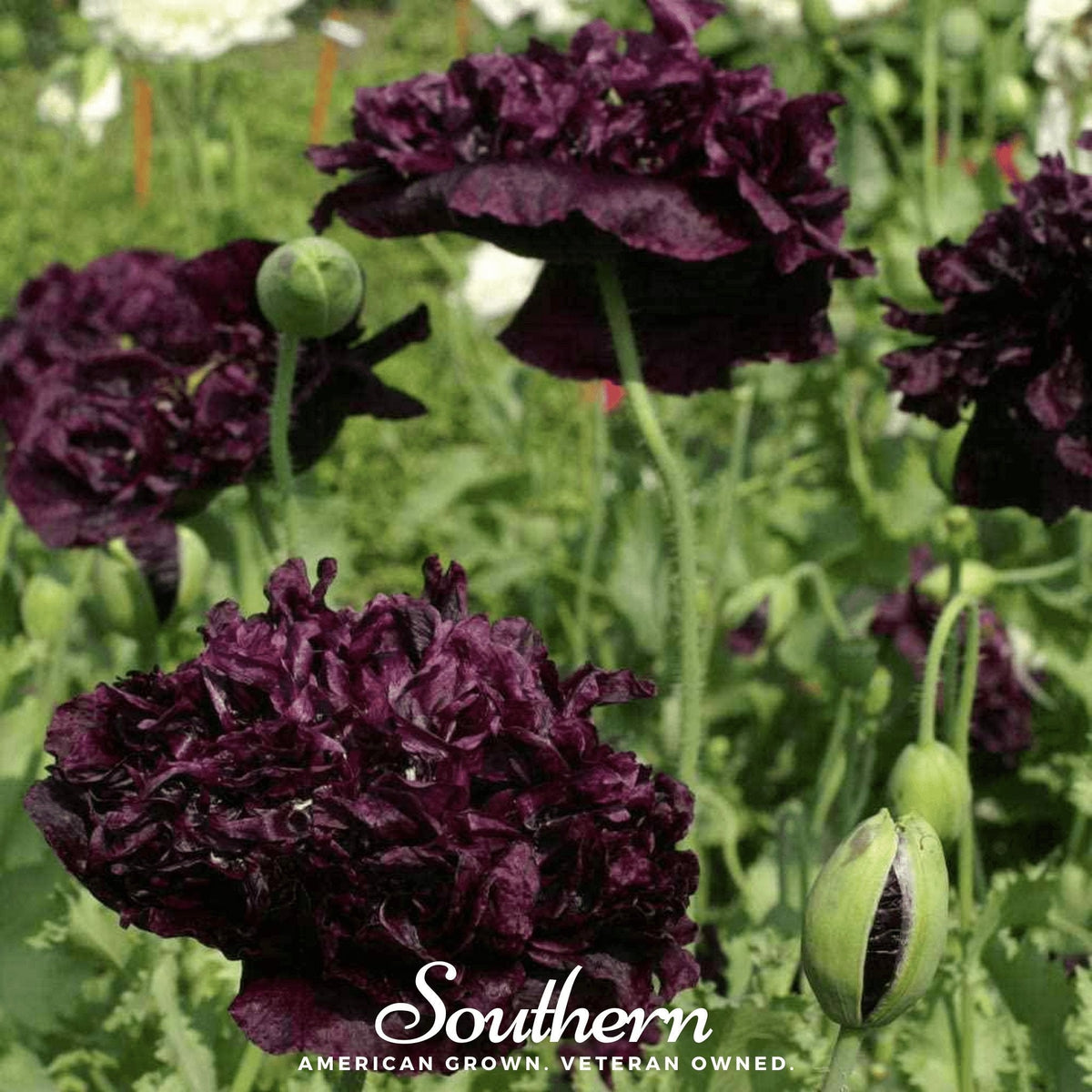 Black Peony Poppy Seeds 100 Pack
