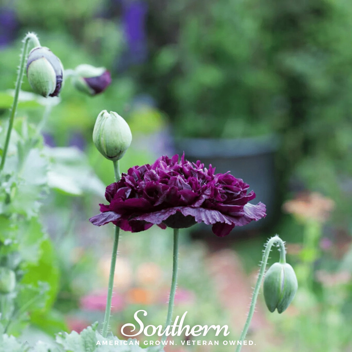 Black Peony Poppy Seeds 100 Pack