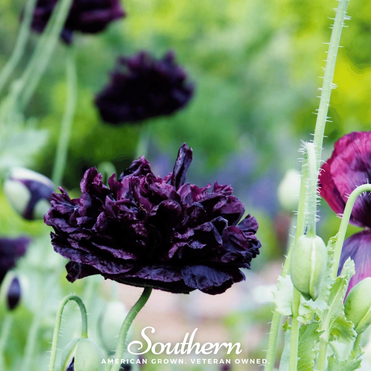 Black Peony Poppy Seeds 100 Pack