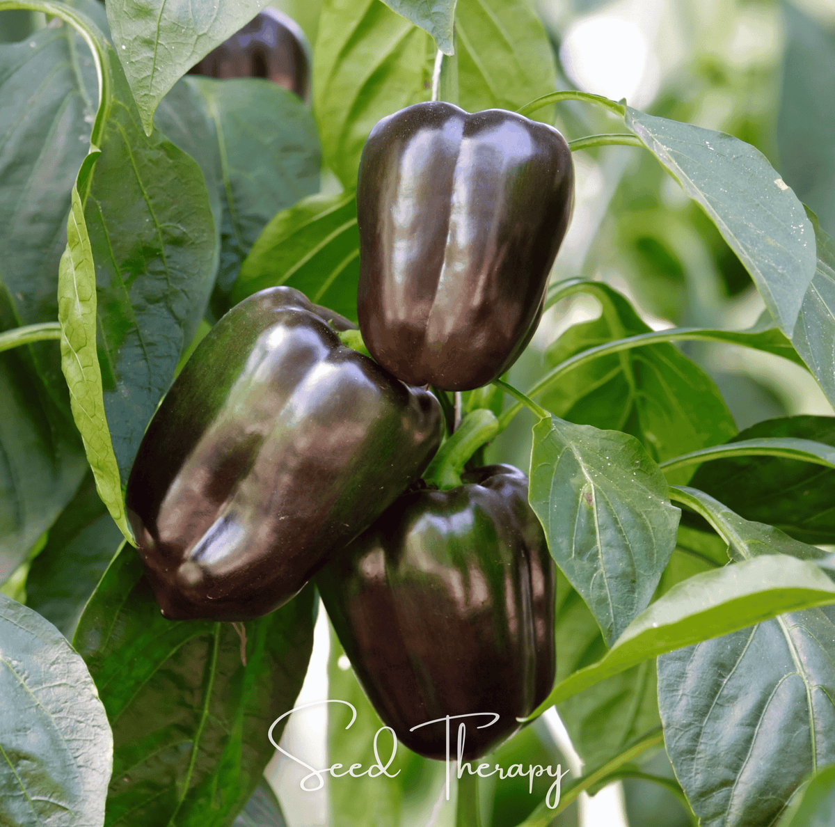 Chocolate Beauty Bell Pepper Seeds 30 Pack