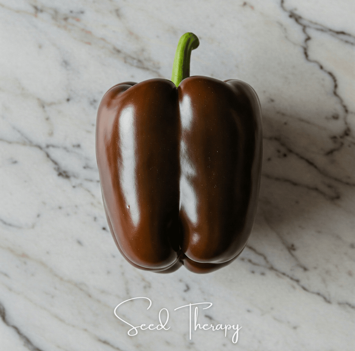 Chocolate Beauty Bell Pepper Seeds 30 Pack
