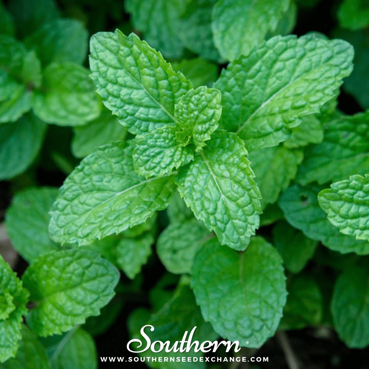 Peppermint Herb Seeds 100 Pack