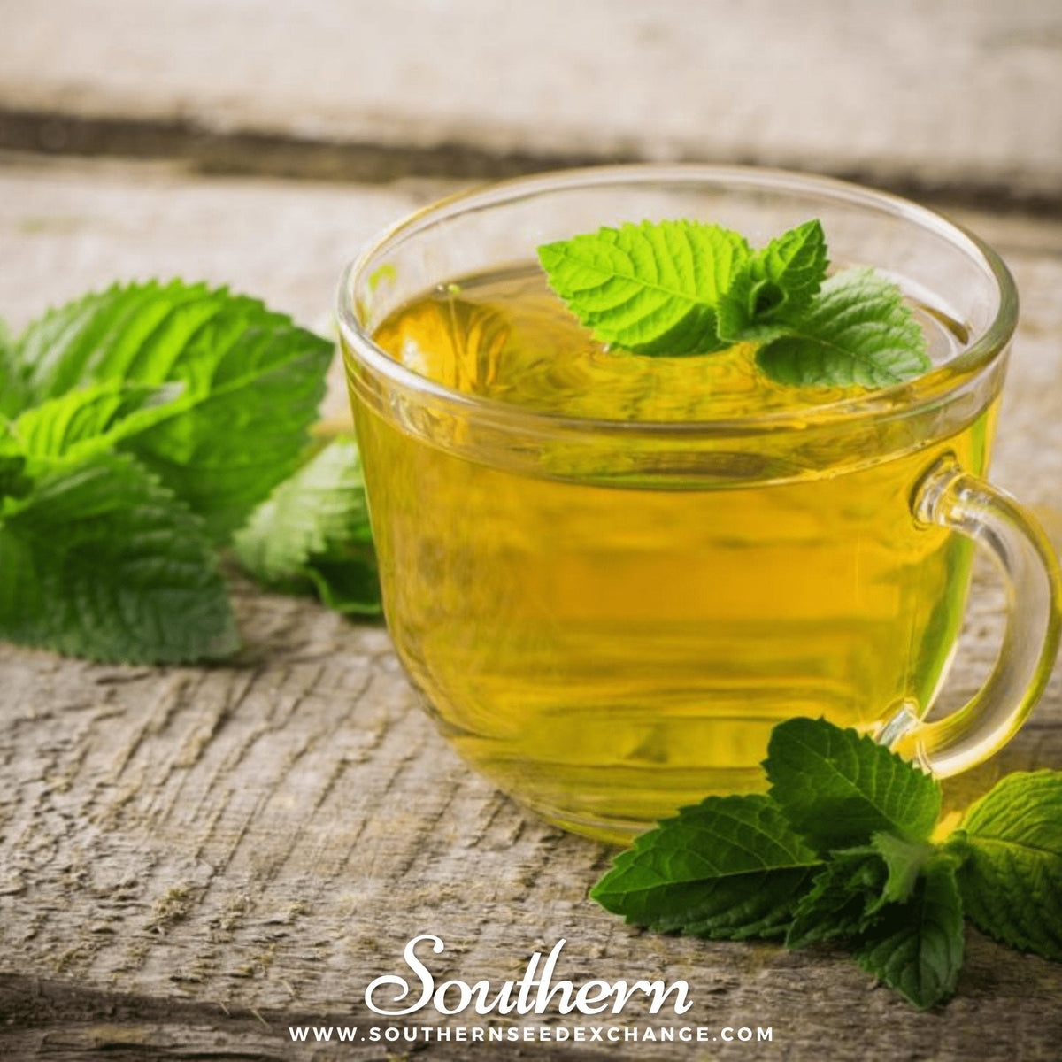 Peppermint Herb Seeds 100 Pack