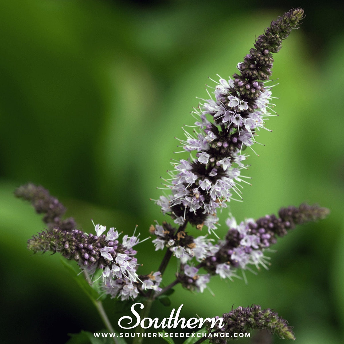 Peppermint Herb Seeds 100 Pack