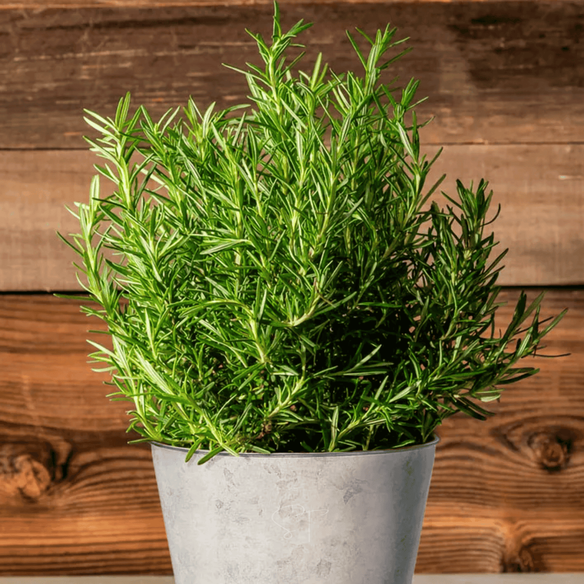 Rosemary Herb Seeds 50 Pack