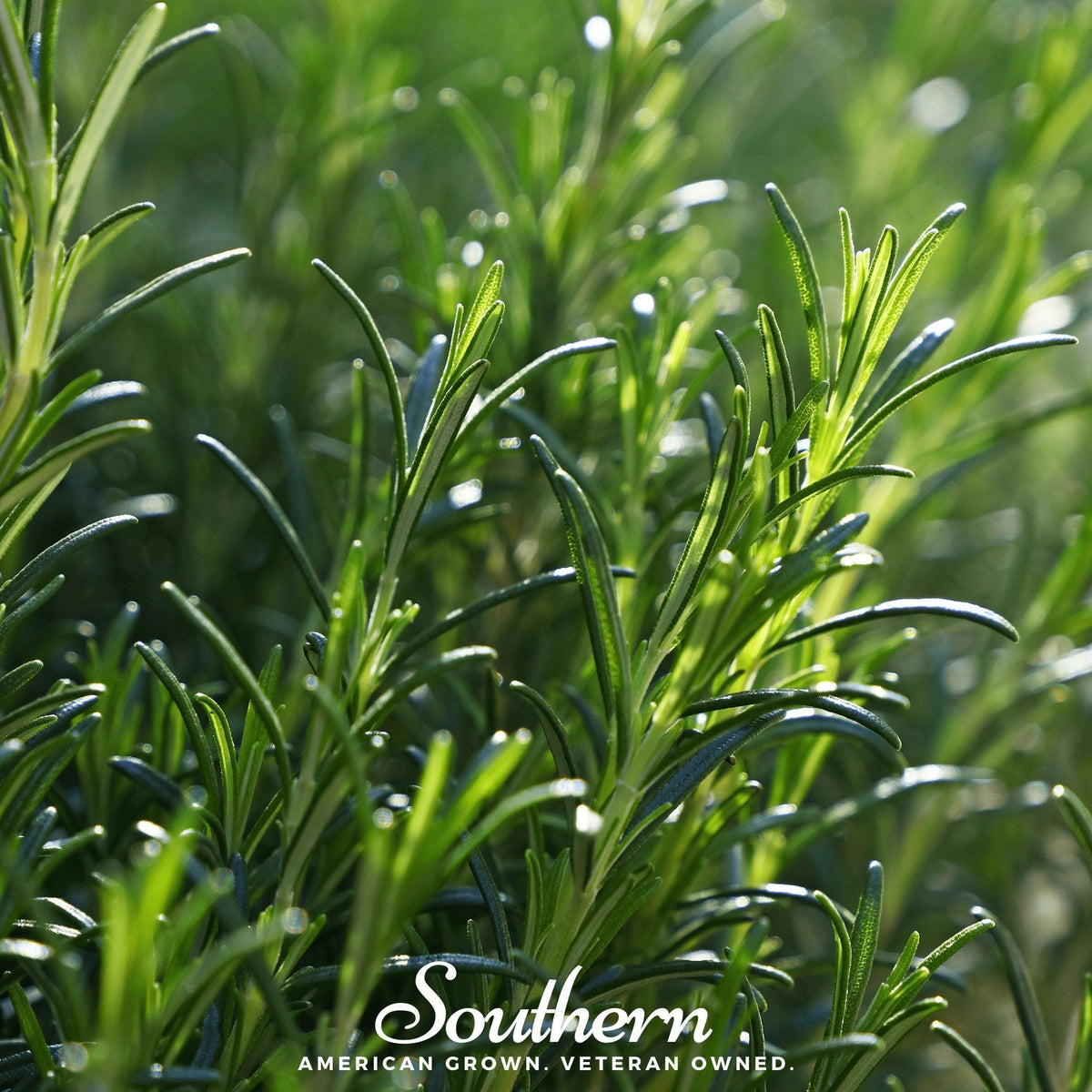 Rosemary Herb Seeds 50 Pack