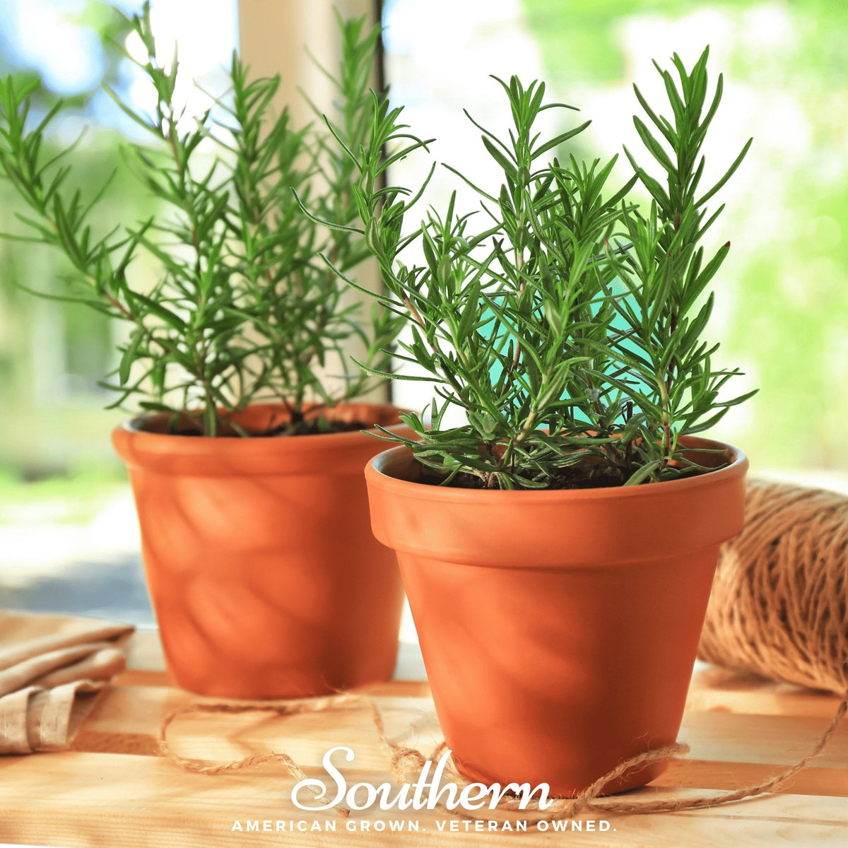 Rosemary Herb Seeds 50 Pack