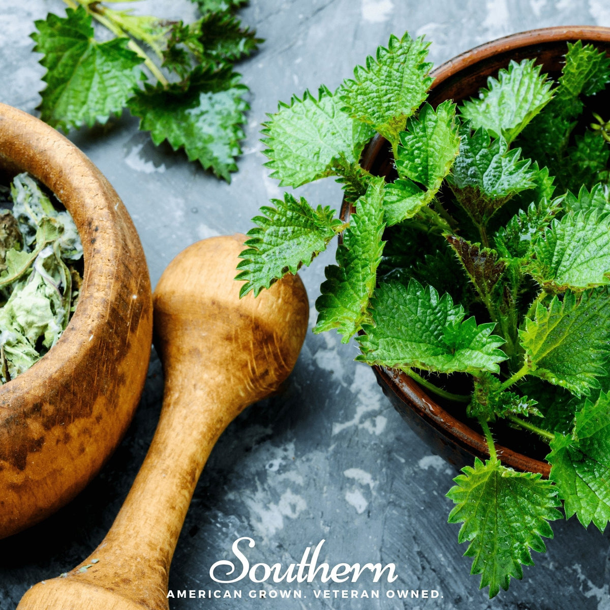Stinging Nettle Seeds 100 Pack