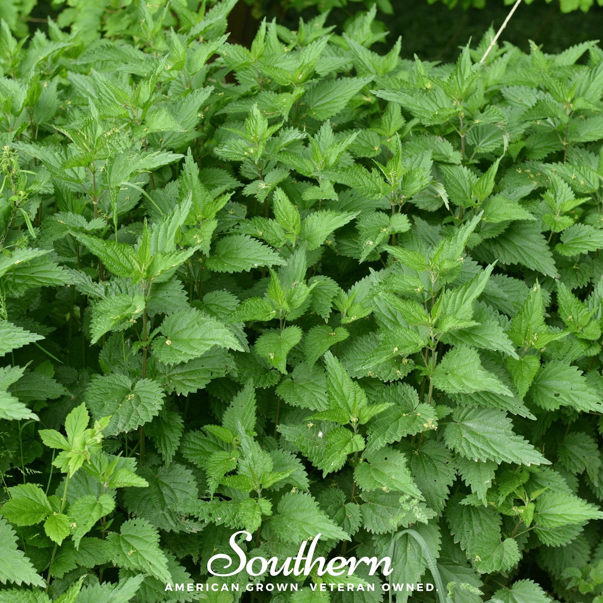 Stinging Nettle Seeds 100 Pack