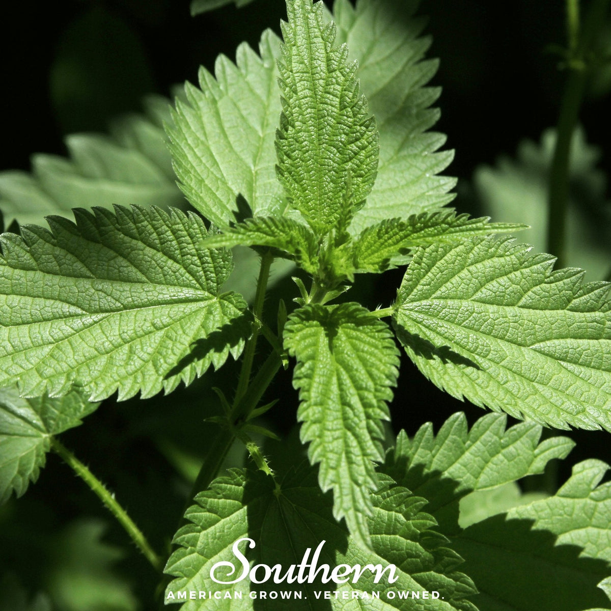 Stinging Nettle Seeds 100 Pack